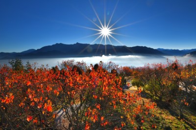 小笠原觀景平台是阿里山國家森林遊樂區的賞楓秘境，日出與楓葉美景隨手可得（黃源明 攝）